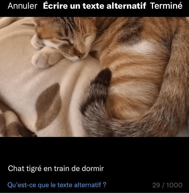 Screenshot d'un post X/twitter où l'utilisateur rajoute un texte alternatif à la photo de son chat
